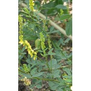 דבשה רפואית